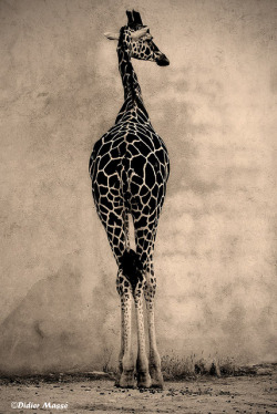 Theanimalblog:  One Elegant Giraffe! Photo By Didier95
