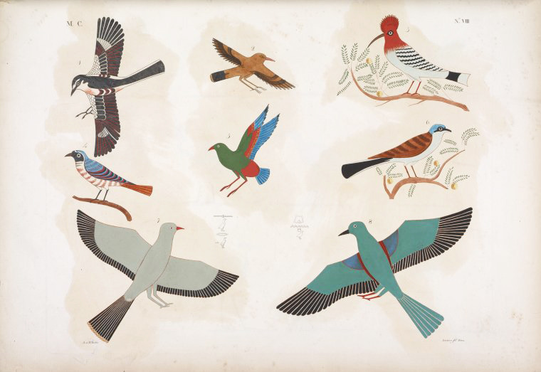 Design is fine. History is mine. — Ancient egyptians and their birds ...
