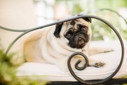 handsomedogs:  Giovanni Zanotti | My little pug 