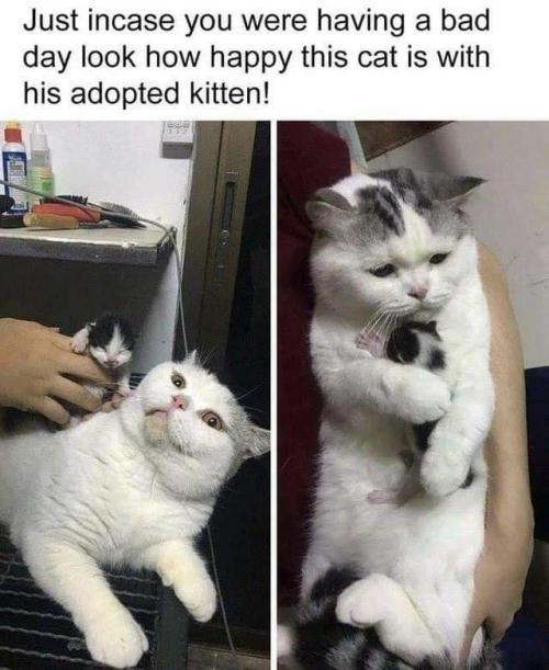 Lol Funny Memes
