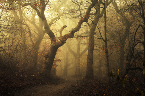 etherealvistas: Forest. (Denmark) by Leif Løndal