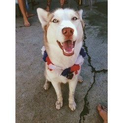 tristyntothesea:  Angel face. #jolenethehusky