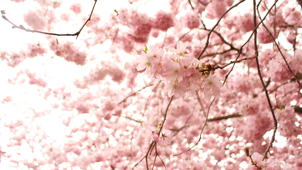 drxgonfly:  Photography Flowers (by Bruno Bosse)Photographer’s Facebook | Youtube