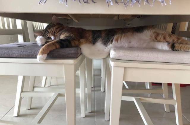 catasters: