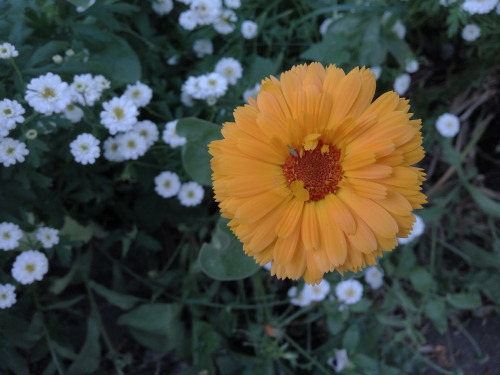 27/Jun/2016Grandpa isn’t here anymore, but the flowers he lovingly planted for grandma are sti