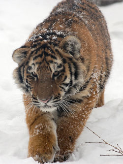 earthataglance:  Amur (Siberian) Tiger cub