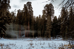 jasonincalifornia:  Misty Meadow in Sequoia National Park - Round MeadowPrints/Society6