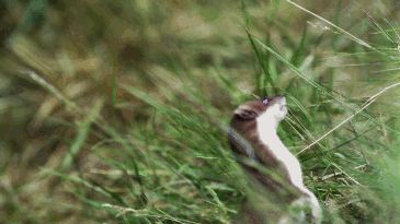 judgementallychallenged:chalkandwater:Stoats playing.From Life (Episode 7: Hunters and Hunted, 2009)