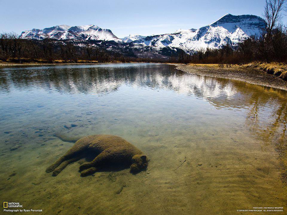 earthandanimals:  A mountain lion dies in an icy pond in the Rocky Mountains and