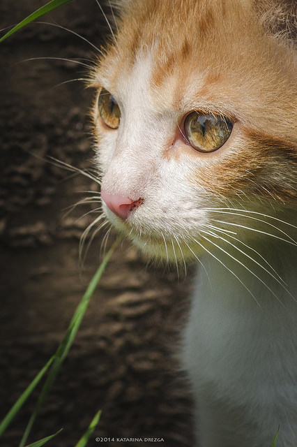 catycat21:sin título by Katarina Drezga on Flickr.