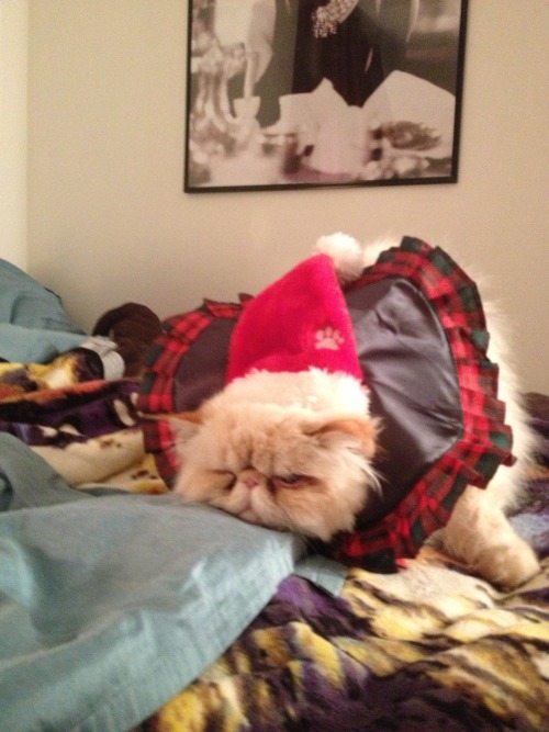Bah, humbug! submitted by www.facebook.com/LucifurFluffypants