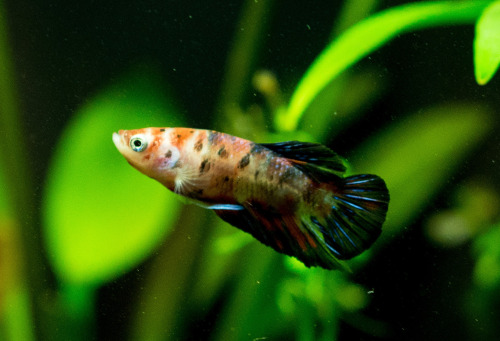 kellycdb:Shmeeps’ marbling so far, over the course of not quite two weeks. He’s darkening up! First 