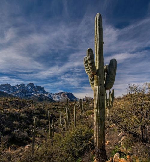 Saguaro Sunday . . . . #catalinastatepark #visittucson #arizona #azstateparks #azvistas #hikearizona