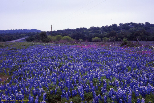 expressions-of-nature: by wanderingYew2 Texas Wildflowers