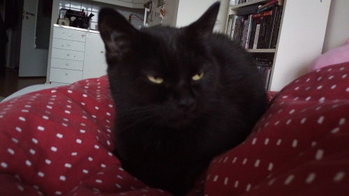 unflatteringcatselfies:  this is shinya aka lillis. she’s almost 7yo but the tiniest little stink eye demon baby you’ve ever seen!! she’s got mitten paws and is done with everyone’s shit.