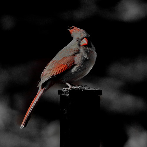Study of a female cardinal, early in the morning. 