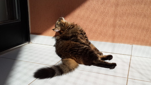 snootsandfloofs: Lince bathing in the sun. He can change from weird, majestic and average in a few s