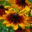 wildflower2008