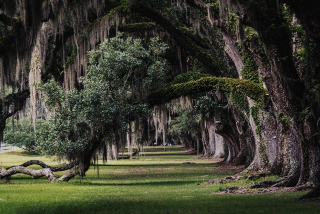 mountain-spirits-deactivated202:Spanish moss + live oaks | Charleston, April 2022