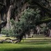 mountain-spirits-deactivated202:Spanish moss + live oaks | Charleston, April 2022