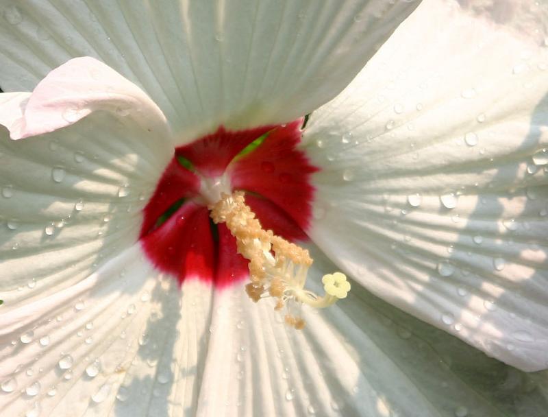tagged/flora