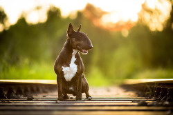 handsomedogs:    Backlight | sebastian holthöfer