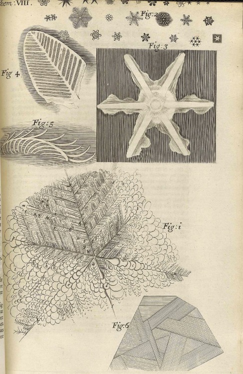 magictransistor:  Robert Hooke’s ‘Micrographia’ : or, ‘Some physiological descriptions of minute bodies made by magnifying glasses. With observations and inquiries thereupon.’ Printed by J. Martyn and J. Allestry, London, England (1665)
