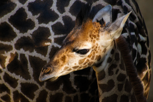 Masai Giraffe (Giraffa tippelskirchi)taken at the Los Angeles Zoo in Los Angeles, Californiastatus: 