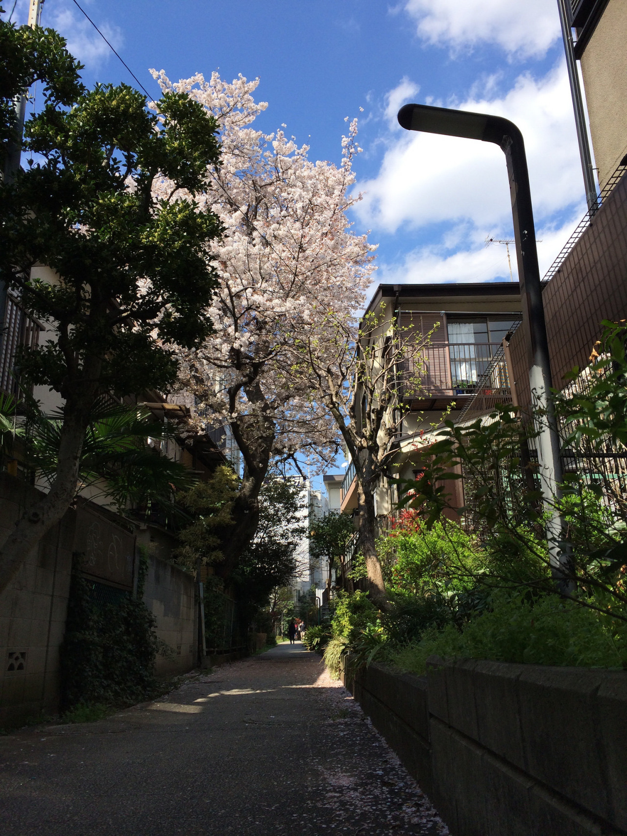 miizukizu:  cherry blossoms 2014 By : Sumiko Hashimoto 