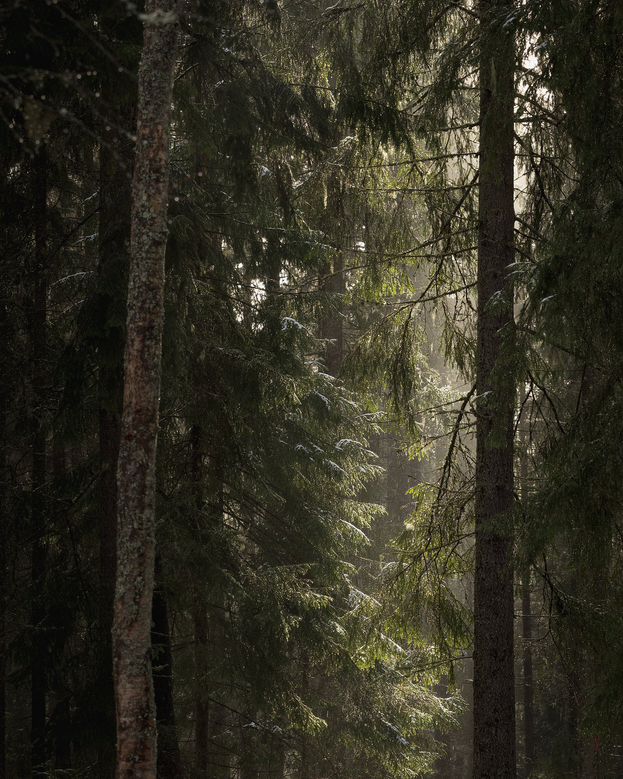90377:    Saarikonmäki by Olli Tasso instagram.com/ollitasso   