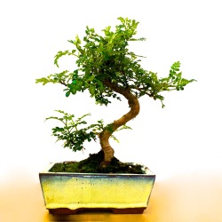 heronsbonsai:  Pepper Tree | Bonsai Tree