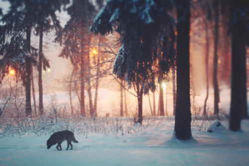 brutalgeneration:  Our endless winter (by Kate_Toluzakova) 