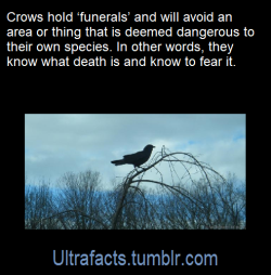 ultrafacts:  Source: [x]Click HERE for more facts!