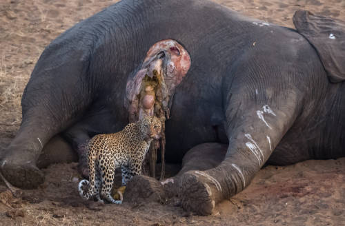 Leopard and the Elephant by Johan Barnard