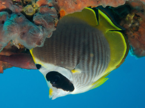 Philippine butterfly fish (Chaetodon adiergastos)