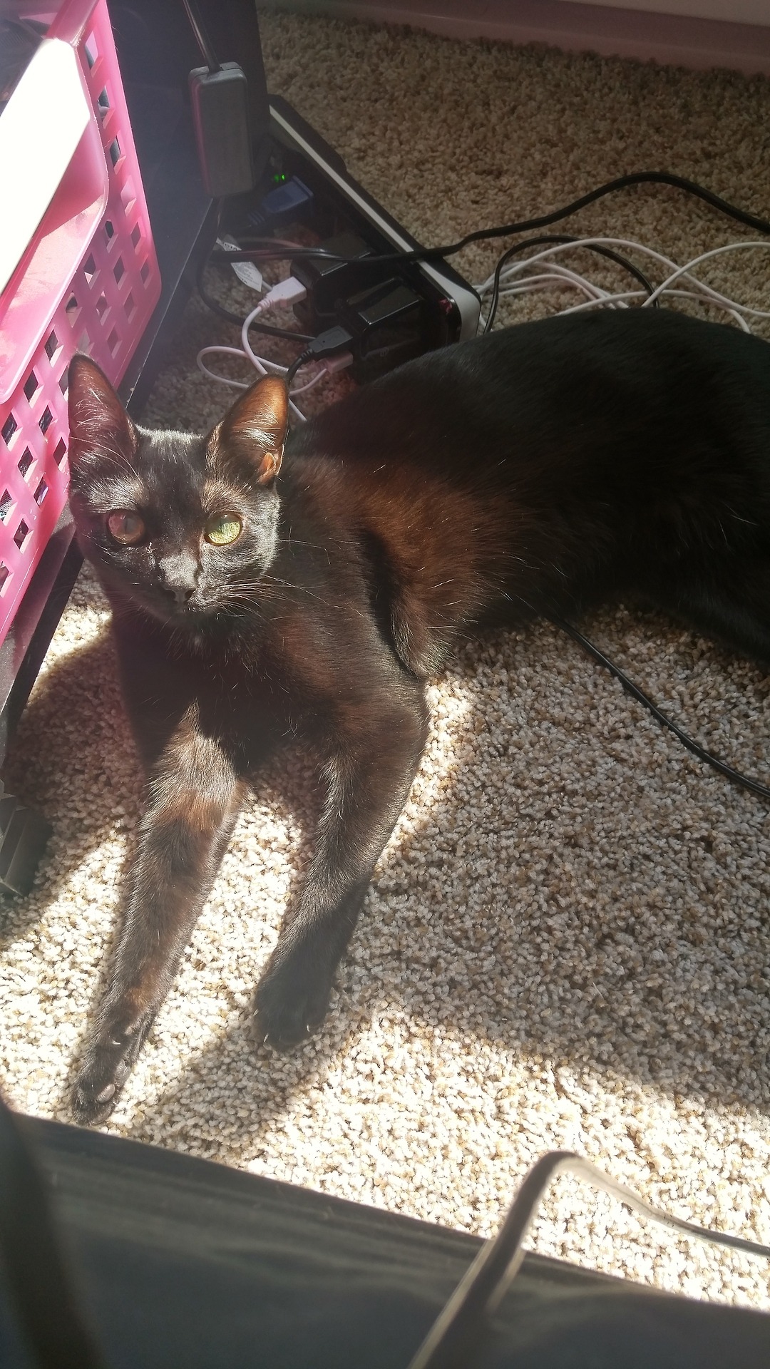 Unflattering Cat Selfies