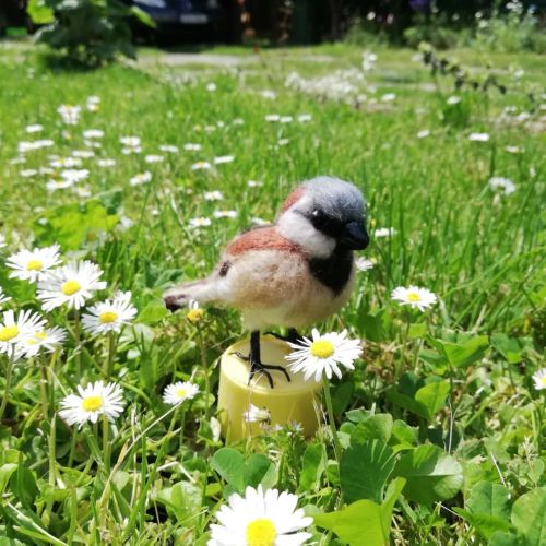 sorceress23:Look at that little buddy on his first scouting adventure! Today he found some daisies! 