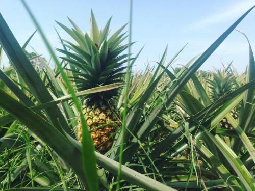 Pineapple farms. #Kiwangwa #Tanzania #Farming #KilimoHai #KilimoKwanza (at Kiwangwa Bagamoyo)