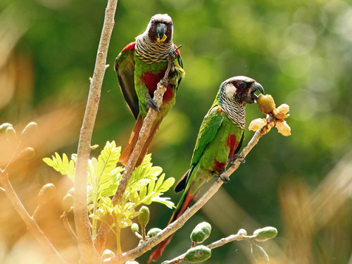 rhamphotheca:GOOD NEWS:New population of Critically Endangered parakeets found in BrazilResearchers 