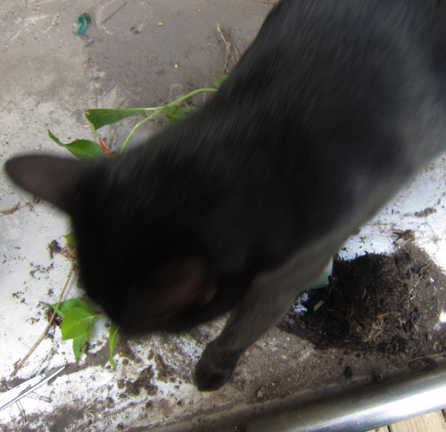 September 2015 - I’M HELPINGSpartacus assists me in freeing a Bee Balm / Monarda from a tiny pot. I 