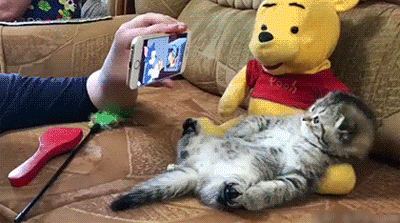 Cat GIF Central
