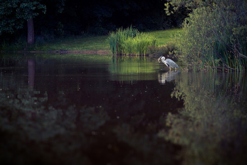 Dinner by Herr Olsen on Flickr.