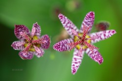 superbnature:  Speckled Toadlily by shark0916 http://ift.tt/1sZ6mB3