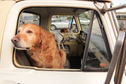 handmadephotos:  Two dogs in an old truck