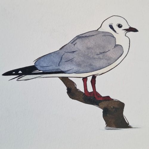 I may have gone a bit winter black-headed gull mad these last few days so I may have a whole stack o