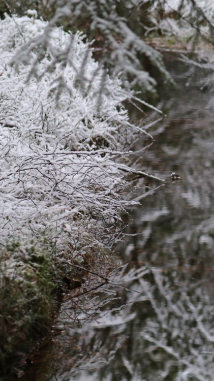 winter forest