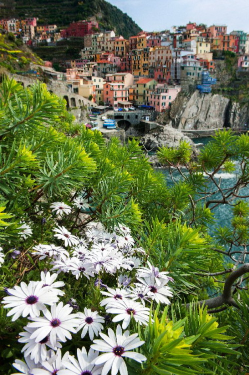 Spring in Manarola / Italy (by barros44)