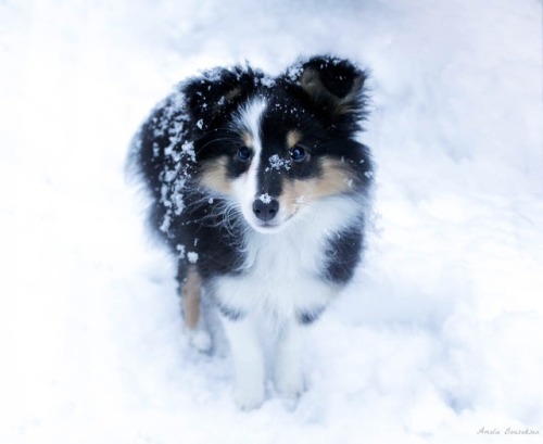 zeldathesheltie: My little sweetheart of a dog is 3 years old today I really can’t believe how