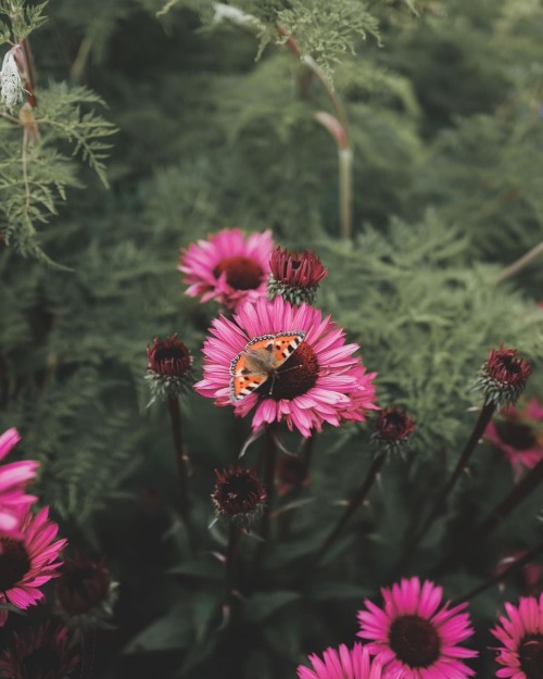 Instagram | Thewildwoodmoth