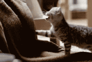 asifadeaway:  missbadkitten:  femmedommemadam:  observingtrifles:  It just melts